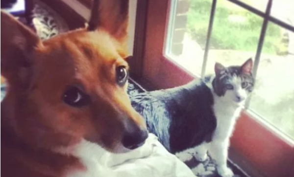 If you are worried that your dog will not be able to make friends, a man with moderate to severe social anxiety may think of this method...