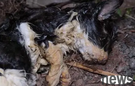 Wash away the glue all over the cat, but who can soothe its injured heart?