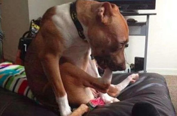 A dog develops a foot-eating habit and keeps his feet in his mouth at any time. Doctors say it’s just a heavy taste!