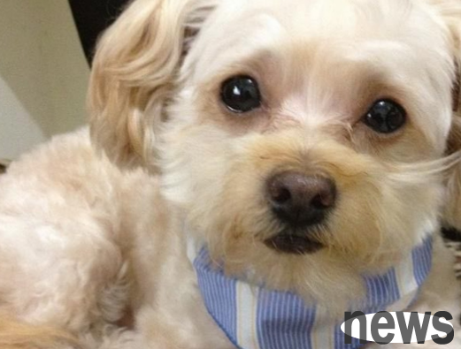 The right eyeball of an 11-year-old poodle with acute glaucoma was removed, and the owner used a considerate method to become his eye.