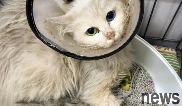 The beautiful stray cat can t hide its beauty even if it is gray-headed and seriously ill!