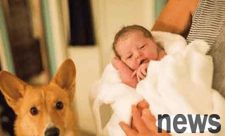 Pet owner gives birth at home and doesn t realize corgi never leaves her side!