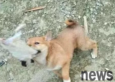 The puppy has a long-tailed bastard in its mouth. Come over and take a closer look: the cat may want it.