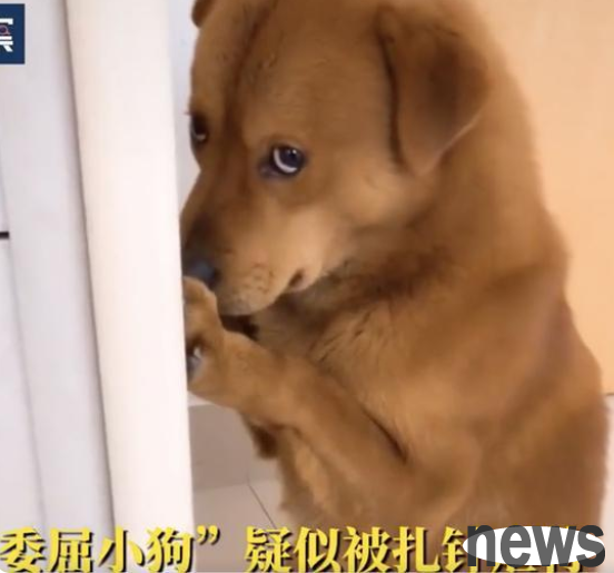 The owner of an Internet celebrity s 