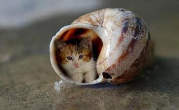 The smallest cat in the world, only 7 centimeters tall, must kiss its owner before going to bed!