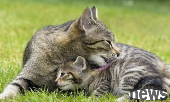 A stray dog ​​was scolded when he stopped a car on the street. When the car owner saw what was behind him, he immediately shut up.
