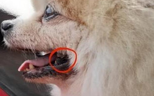 A 13-year-old dog s saliva was so smelly that he growled after being wiped with it. After examination, it was found to be a malignant tumor.