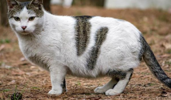 Pregnant stray cat sneaks into the canteen to eat leftovers, carefully picking up a piece of meat for fear of being discovered