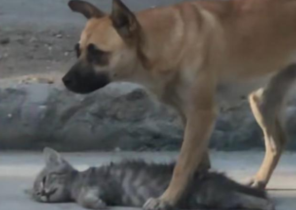 A mother dog and her kitten beg for food on the street, but the wrong-way vehicle kills the kitten.