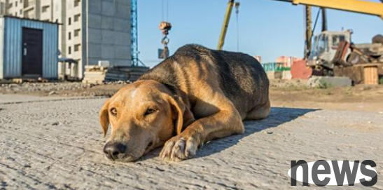 A stray dog ​​got into a stranger s house and fell asleep. When he took it to the hospital, half a bowl of parasites was removed