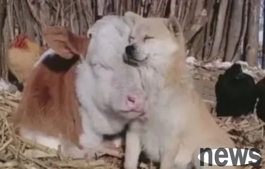 The dog that ran away from home for two days came back with a new wife