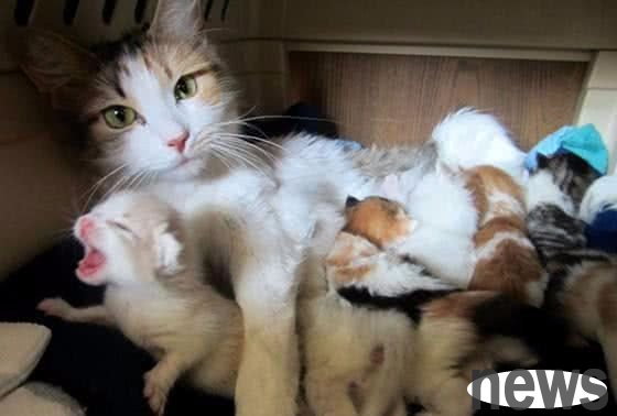 It is said that tigers are poisonous and do not eat their cubs, so why do female cats eat their cubs? The reason is heartbreaking