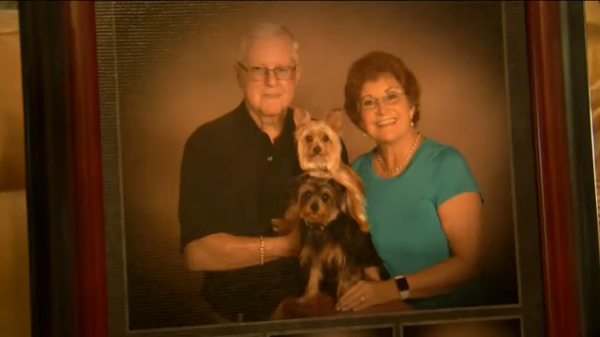 A poisonous snake broke into the house, and two Yorkshire terriers came forward to save their owner... 