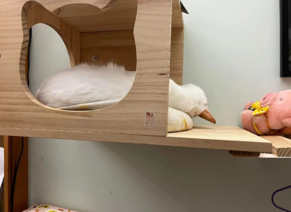 A netizen posted a photo of a cat, but only one 