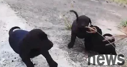 In one and a half hours, the dog mother walked 7.6 kilometers to find her four lost babies...