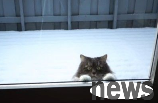 Cute cat jumps high and grabs the window to look inside the house, begging its owner to go out and have a snowball fight together