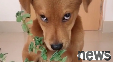 The little yellow dog taken in by his owner learned to tear up the family. After being caught, he looked exhausted and exhausted. Netizens said: This little expression is like no other!