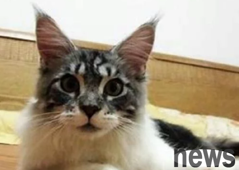 The world s largest cat, do you know how big it is? You may not believe it even if you say it