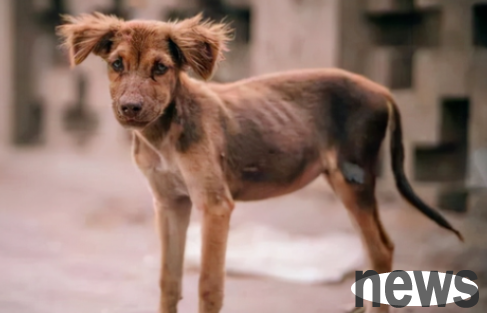 Faced with a dog that is too thin, owners should not be careless