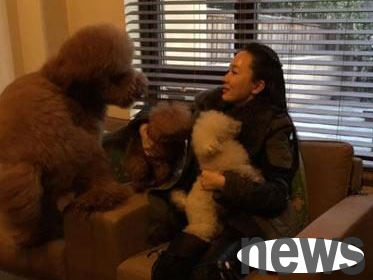 Huo Siyan’s teddy is not for sale for 6 million. The baby was scolded as brainless for raising a cat. Take a look at the cute pets of female celebrities