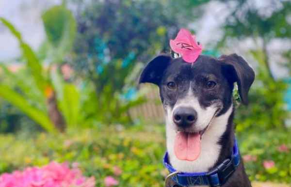 Dog keeps sneezing after climbing a mountain, owner warns him after discovering the cause